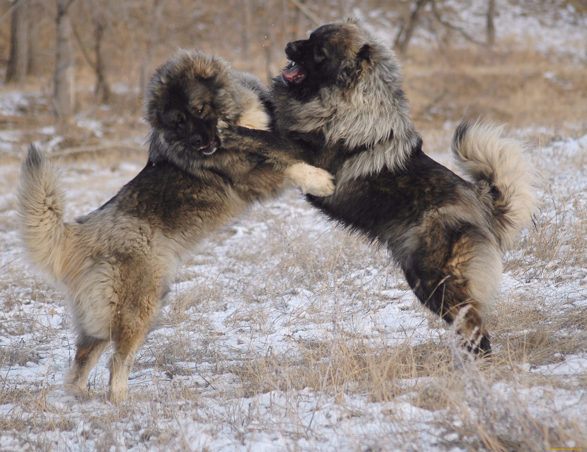 Russian dog. Кавказская овчарка. Алабай против кавказской овчарки. Кавказская овчарка в прыжке. Овчарка Кавказская бои.